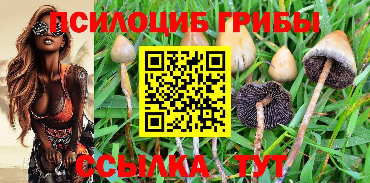 как найти наркотики  Псилоцибиновые грибы мухоморы  Псилоцибиновые грибы GOLDEN TEACHER  Вход с VPN  Александров 